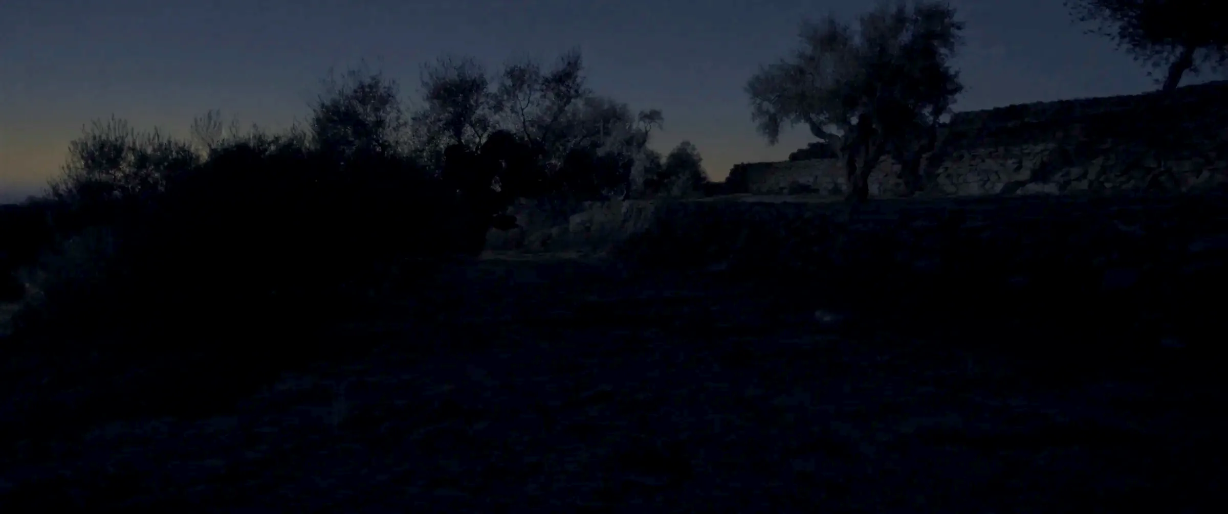 Alter Olivenhain in Ostspanien nach Sonnenuntergang, Bäume als Silhouetten